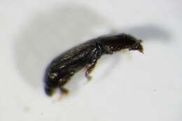 Image of Carpophilus sexpustulatus