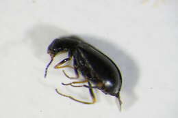 Image of <i>Hypebaeus flavipes</i>