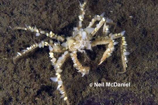 Image of graceful decorator crab