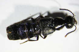 Image of Rove beetle