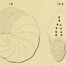 Imagem de Peneroplis ellipticus d'Orbigny 1839