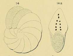 Image of Peneroplis ellipticus d'Orbigny 1839
