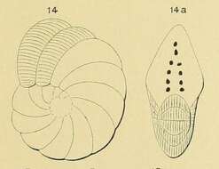 Image de Peneroplis ellipticus d'Orbigny 1839