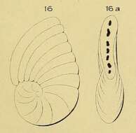 Image of Peneroplis gervillei d'Orbigny 1850