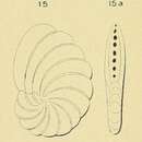 Image of Peneroplis laevigatus d'Orbigny ex Fornasini 1904