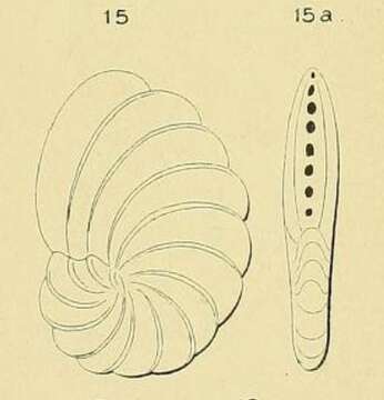 Plancia ëd Peneroplis laevigatus d'Orbigny ex Fornasini 1904