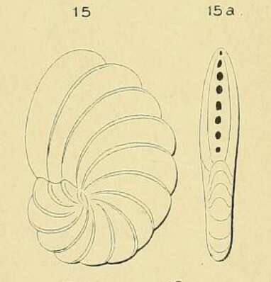 Image of Peneroplis laevigatus d'Orbigny ex Fornasini 1904