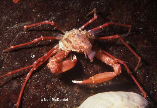 Image of longhorn decorator crab