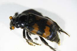 Imagem de <i>Nicrophorus fossor</i>