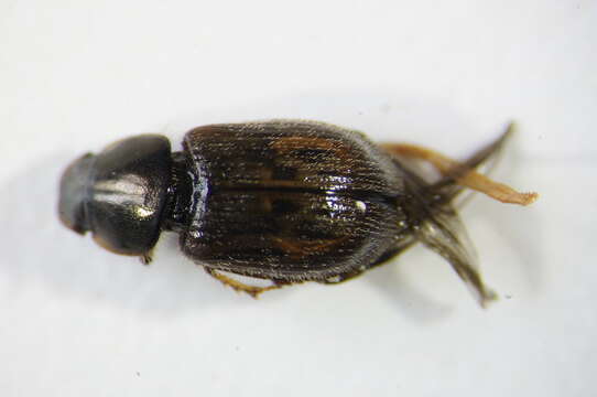 Imagem de <i>Aphodius contaminatus</i>