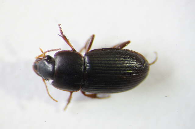 Sivun Harpalus (Harpalus) pumilus Sturm 1818 kuva