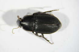 Image of Harpalus (Harpalus) serripes (Quensel ex Schönherr 1806)