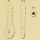 Image of Spirolina laevigata d'Orbigny 1850