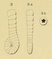 Plancia ëd Spirolina laevigata d'Orbigny 1850