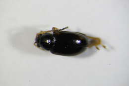 صورة Longitarsus quadriguttatus (Pontoppidan 1763)