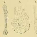 Image of Spirolina pedum d'Orbigny 1850