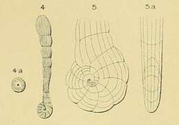 Plancia ëd Spirolina pedum d'Orbigny 1850