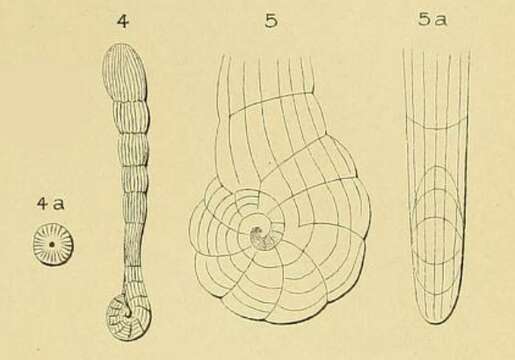 Image of Spirolina pedum d'Orbigny 1850
