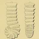 Image of Spirolina striata d'Orbigny 1850