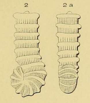 Image of Spirolina striata d'Orbigny 1850
