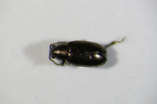 Image of <i>Phyllotreta nodicornis</i>