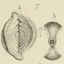 Слика од Spiroloculina angulosa Terquem 1878