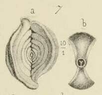 Image of Spiroloculina angulosa Terquem 1878