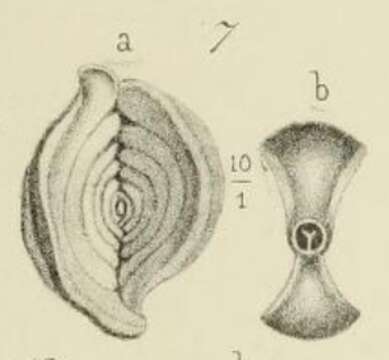 Image of Spiroloculina angulosa Terquem 1878