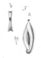 Image of Spiroloculina bicarinata d'Orbigny ex Terquem 1882