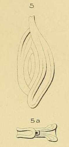 Image of Spiroloculina bicarinata d'Orbigny ex Terquem 1882
