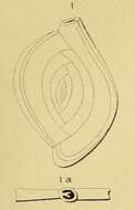 Image of Spiroloculina depressa d'Orbigny 1826