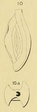 Image of Spiroloculina elongata Ehrenberg 1844