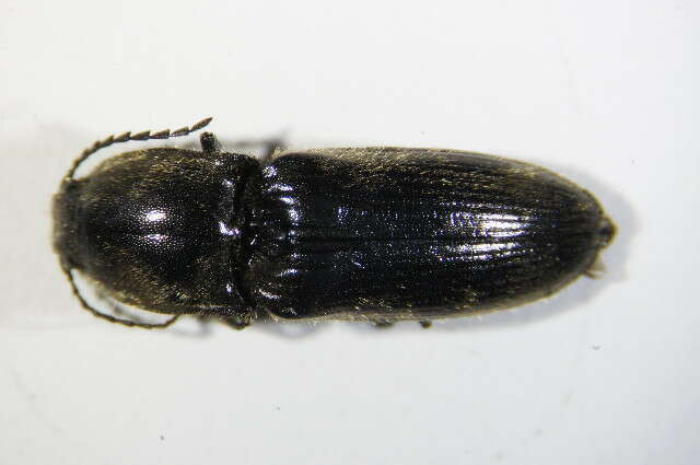 Image of Dendrometrinae