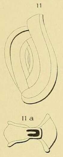 Image of Spiroloculina limbata d'Orbigny 1826