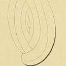 Image of Spiroloculina lyra d'Orbigny 1852