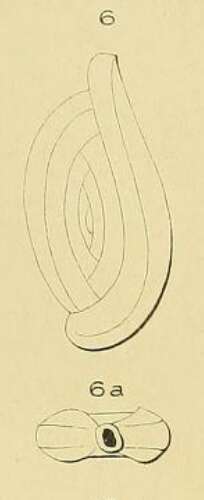 Image of Spiroloculina lyra d'Orbigny 1852