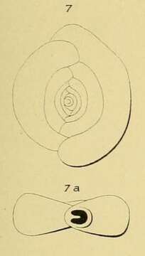 Image of Spiroloculina orbicularis Ehrenberg 1845