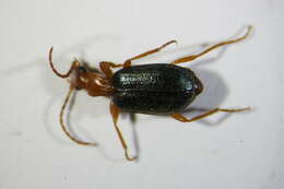 صورة Brachinus (Brachynolomus) explodens Duftschmid 1812