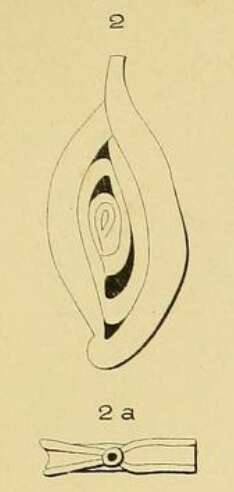 Image of Spiroloculina perforata d'Orbigny ex Guérin-Méneville 1832