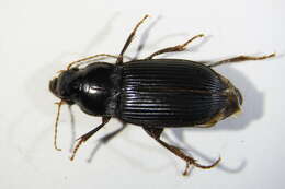 Image of Harpalus calceatus