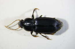 Image of Harpalus tenebrosus