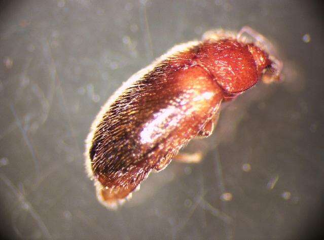 Image of <i>Triphyllus bicolor</i>