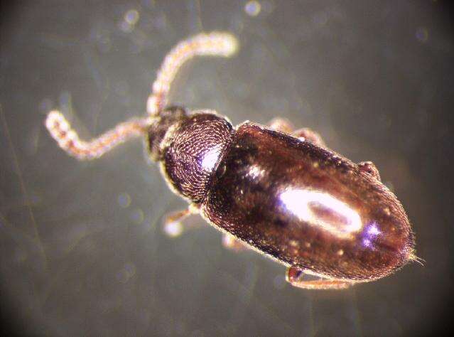 صورة Atomaria pulchra Erichson 1846