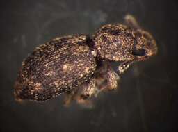 Image of <i>Coxelus pictus</i>