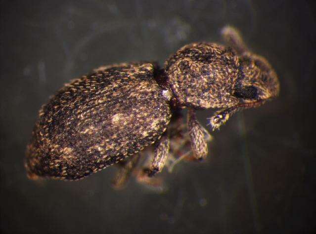 Image of <i>Coxelus pictus</i>