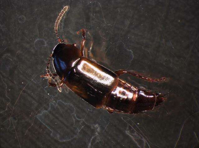 Image of Tachinus (Tachinus) subterraneus (Linnaeus 1758)