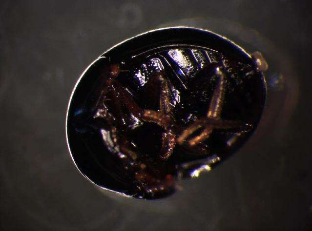 Image of Agathidium (Agathidium) atrum (Paykull 1798)