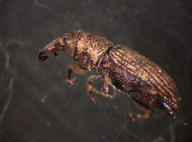 Image of Saproxylic weevil