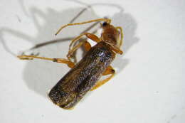 Image of <i>Cantharis cryptica</i>