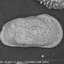 Imagem de Cythereis abyssicola Sars 1866